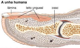 Eumelanina (de cor negra) e Feomelanina (de cor amarelada): Morenos: maior parte eumelanina; Loiros: maior quantidade de