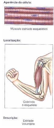 Sistema Muscular Compreende o conjunto de músculos que