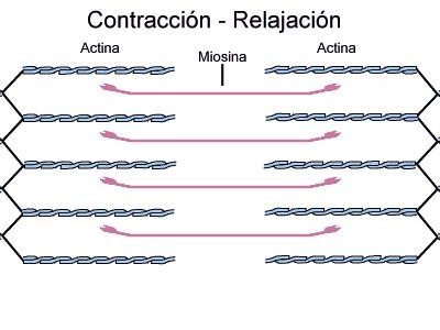 Fibras Musculares Internamente, as células musculares possuem filamentos contráteis, formados principalmente