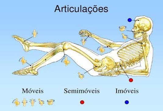 Sistema Esquelético O local onde dois ou mais ossos estabelecem contato é a articulação óssea; Ela pode ser fixa, móvel ou