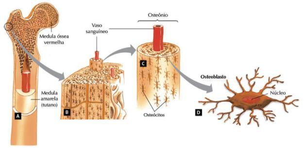 Sistema Esquelético No interior dos ossos se localiza a Medula Óssea Vermelha, responsável pela