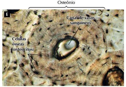 em que se localiza a Medula Óssea Amarela (tutano), rica em células adiposas.
