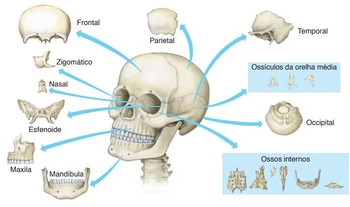 Esqueleto Axial CRÂNIO: Abriga e protege o encéfalo; É formado pelo