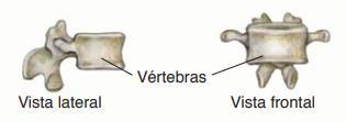 vertebral, que é constituída pelas 33 vértebras, que formam um eixo ósseo