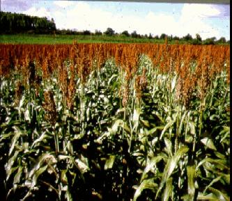 Comunicado Técnico 75 ISSN 1679-0162 Novembro, 2003 Sete Lagoas, MG Plantio e Colheita do Sorgo Evandro Chartuni Mantovani 1 A semeadura No plantio do sorgo, um importante aspecto é a regulagem da