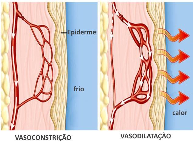 Regulação homeostática pelo sistema nervoso Aumento da temperatura ambiente Diminuição da temperatura ambiente Termorrecetores da pele Termorrecetores da pele Hipotálamo Hipotálamo Efetores (vasos