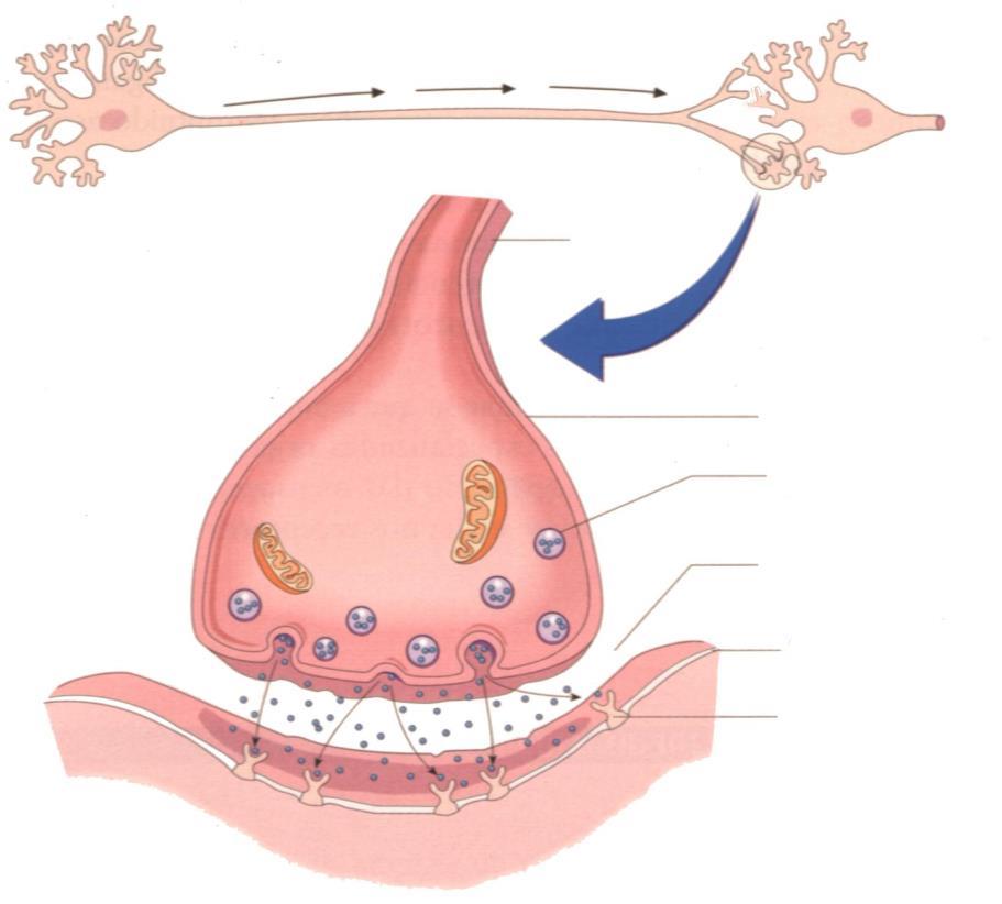 neurotransmissores Fenda sináptica