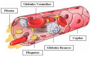 anucleados; Responsáveis pela coagulação sanguínea; Glóbulos Vermelhos (ou Hemácias): Células