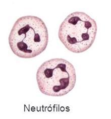 Neutrófilos Envolvidos no início de uma infecção, combatendo microrganismos por fagocitose.