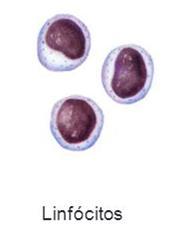 macrófagos e Monócitos Tornam-se Macrófagos nos tecidos, fagocitando microrganismos invasores e