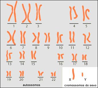 As células do corpo de um chimpanzé, por exemplo, possuem 48 cromossomos, as do corpo humano, 46 cromossomos, as do cão, 78 cromossomos e as do feijão 22.