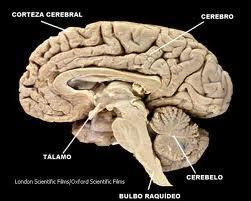 Córtex Cerebral Cérebro