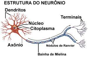 Neurônios A célula do sistema nervoso responsável pela condução do impulso nervoso na qual está localizada no cérebro.