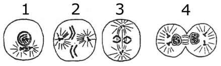 b)citar três diferenças entre esses dois processos. 2ª Questão: Analise o desenho esquemático abaixo que mostra a mitose de uma célula e marque a opção incorreta sobre esse processo de divisão.