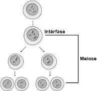 10ª Questão: Microtúbulos são muito importantes para as células porque participam de inúmeras estruturas do organismo.