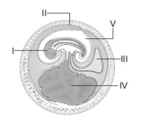 14ª Questão: A vaca, um animal enorme, tem zigoto só visível ao microscópio ótico e a galinha, muitas vezes menor que a vaca, tem ovo de mais de 4 cm de altura.