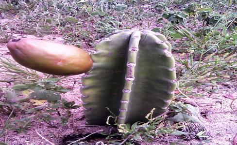 constatado mais de uma frutificação por planta, até 3 frutos.