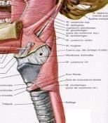RESULTADOS NLR e o músculo constrictor inferior da faringe O NLR localizou-se abaixo da borda inferior do