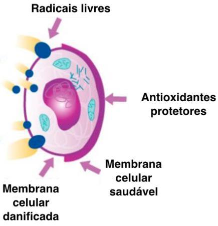 protetor sobre novas células na lesão em regeneração Oxidação de fosfolipídeos na