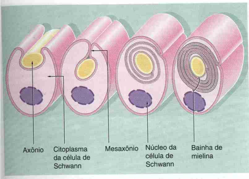 MELINIZAÇÀO NO SNP - CÉLULAS