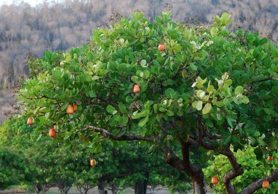 ocorrência natural nas fitofisionomias de restinga, floresta ombrófila e de