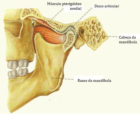 Capítulo 2 - Articulação A articulação temporomandibular é uma articulação bilateral sinovial presente entre a mandíbula e o osso temporal, tradicionalmente conhecida por ATM.