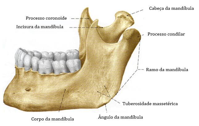 2.1 Anatomia 2.1.1 Estrutura óssea As duas estruturas ósseas nas quais se encontra alojada a articulação temporomandibular (ATM) são, tal como o nome sugere, o osso temporal e a mandíbula.