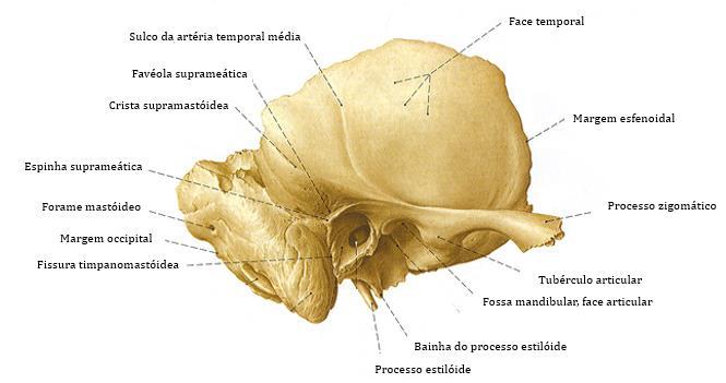 zigomático do osso temporal, e tem como função delimitar movimentos descendentes, posteriores e laterais da mandíbula [7].