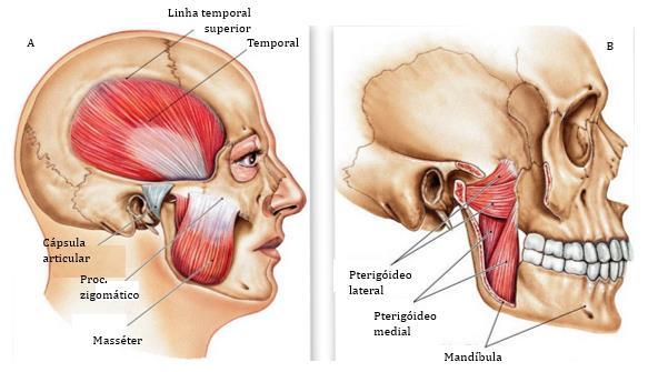Figura 2.7 - Estrutura muscular. A: Vista lateral. B: Vista lateral, músculos pterigóideos expostos. Adaptado de [9].