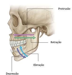 suas fibras passam horizontalmente para trás e lateralmente, para serem inseridas numa depressão diante do pescoço do côndilo da mandíbula e na margem anterior do disco articular e na cápsula [7].