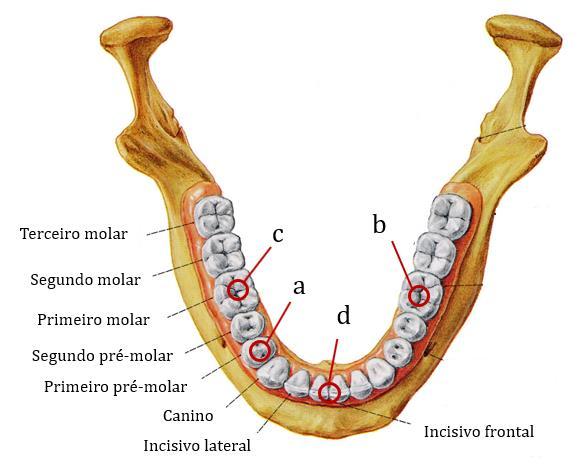 variadas no interior da mandíbula na superfície dos dentes, pelo que é bastante acessível variar o ponto de localização virtual do transdutor de força.