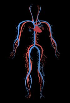 vasculares=vasos sanguíneos), afectam o coração e os vasos sanguíneos existentes no nosso organismo.
