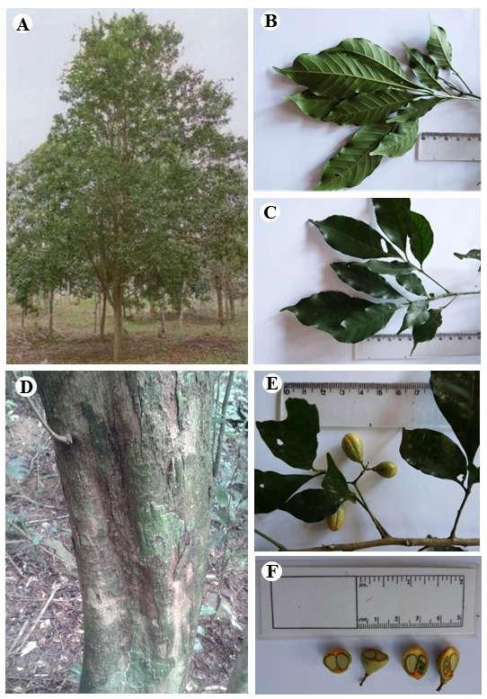 Figura 4. Morfologia externa de Trichilia casaretti. A. Hábito. B - C. Detalhe da folha. D. Detalhe do tronco.