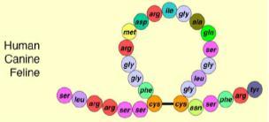 NT-proBNP Wess et al.