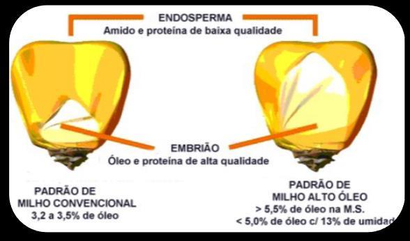 CUIDADOS COM A CULTIVAR MAIOR RESISTÊNCIA A FALTA DE ÁGUA MAIOR PRODUÇÃO DE GRÃOS