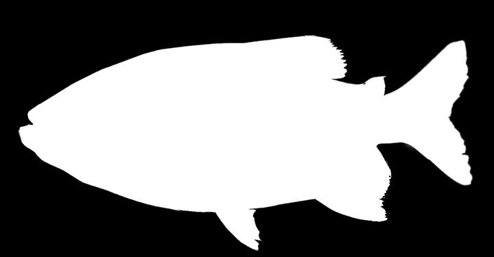 Matrinxã (Brycon amazonicus) O matrinxã (Brycon amazonicus) (Figura 2) pertence à família Characidae e são peixes de corpo alongado e robusto, alcançando