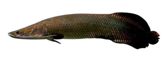 6 3.1.3. Pirarucu (Arapaima gigas) O pirarucu (Arapaima gigas) (Figura 3) é uma espécie conhecida como o gigante da Amazônia, por atingir grande porte quando adulta, podendo superar os 200 kg de peso