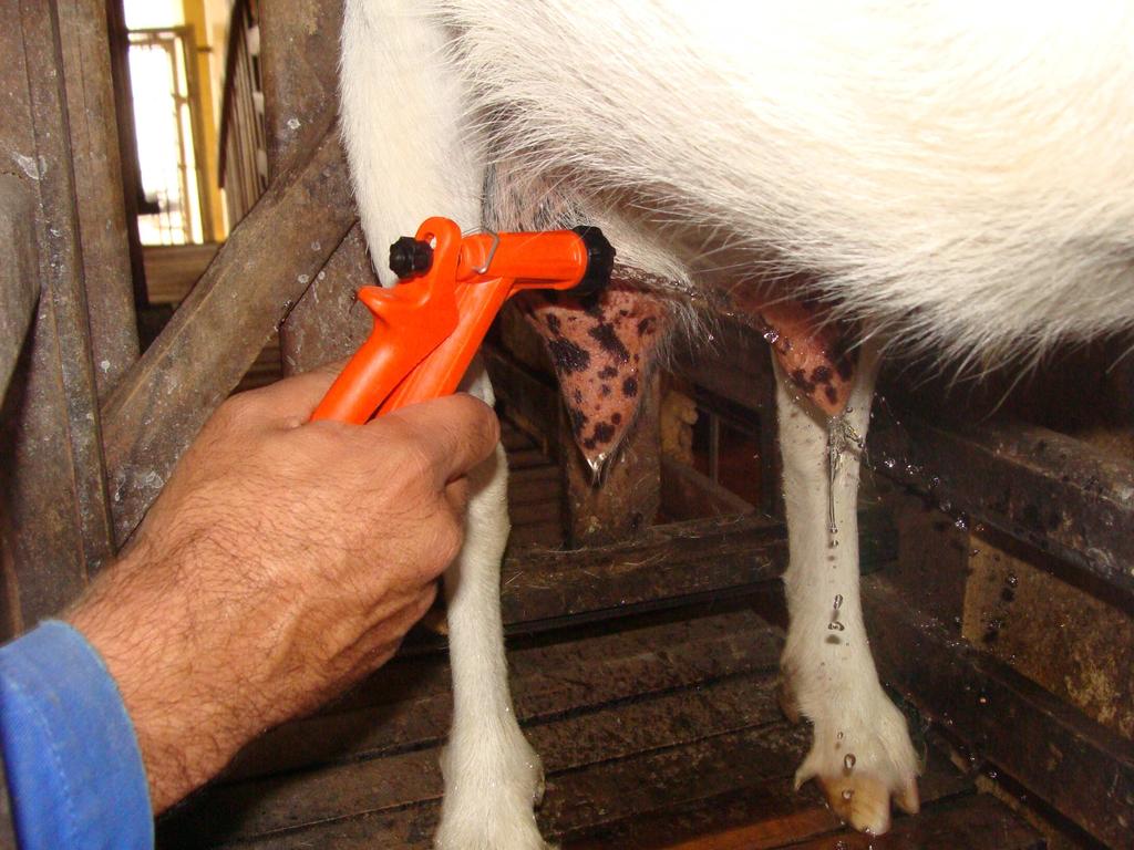 Os tetos deverão ser lavados com água clorada, preparada anteriormente, conforme instruções do Kit Embrapa de Ordenha Manual para Caprinos Leiteiros.