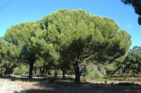 Critérios de selecção árvores plus Produção e qualidade das pinhas e pinhão