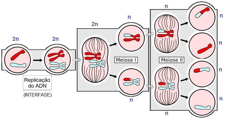 MEIOSE