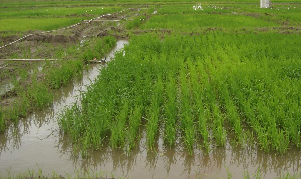 Levantamento da Comunidade de Macroinvertebrados Bentônicos em Lavouras de Arroz Irrigado 15 Tabela 1 Princípios ativos, doses e datas de aplicação de agrotóxicos nas parcelas de arroz irrigado