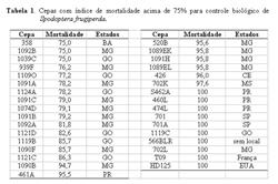 As 83 cepas de Bt, isoladas de diferentes regiões do Brasil, apresentaram índice de mortalidade variando de 0 a 100%, indicando a existência de uma elevada variabilidade para a patogenicidade contra