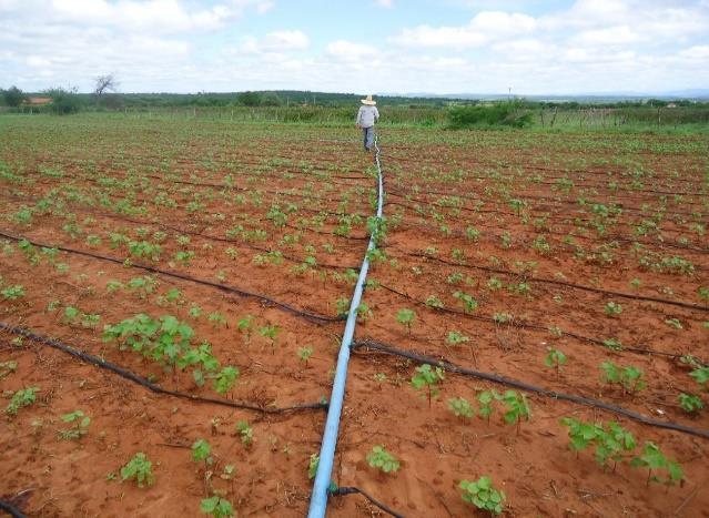 APOIO À COTONICULTURA DO SUDOESTE DA BAHIA DADOS SAFRAS O Projeto de Apoio à Cotonicultura do Sudoeste da Bahia, financiado pelo FUNDEAGRO (Fundo para o Desenvolvimento do Agronegócio do Algodão) tem