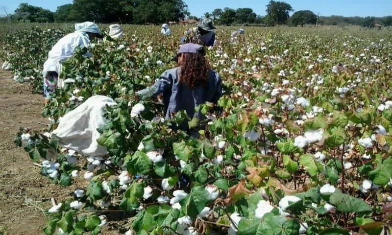 Colheita algodão com Kit de irrigação doado pela Abapa em Brumado-BA.