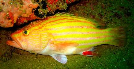 Key words: spanish flag grouper, biology, deep reef fish.