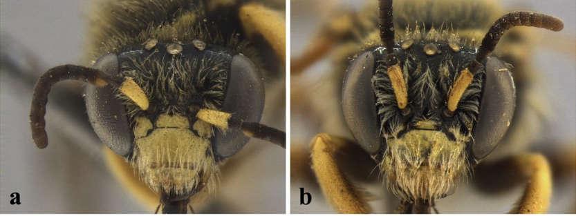 pilosidade longa, fina e simples no centro, e plumosa nas zonas marginais, E4 e E5 com pelos longos e plumosos das zonas marginais até o centro, sendo mais abundante em E5, E6 composto por um tufo de