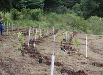 Certificação de Exploração da Vegetação Nativa Junto