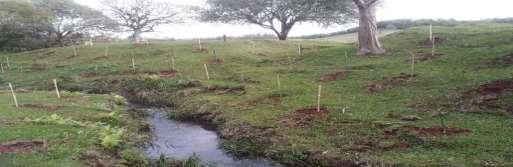 Conceito Sistemas Agroflorestais (SAFs) Reposição Florestal Obrigatória (RFO) Os SAFs são alternativas sustentáveis