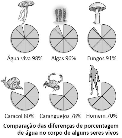 A água e a vida A água é o principal componente do corpo dos seres vivos.