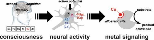 Bioinorganic Life and Neural